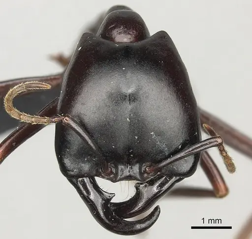 Dorylus nigricans specimen CASENT0094125 image casent0094125_2