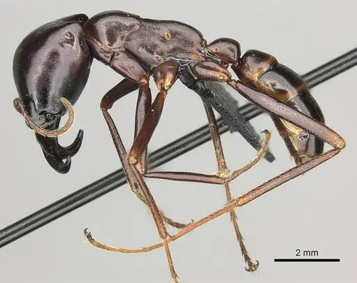 Dorylus nigricans specimen CASENT0094125 image casent0094125_3