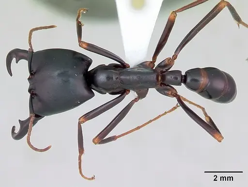 Dorylus nigricans specimen CASENT0172636 image casent0172636_1