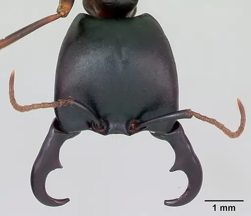 Dorylus nigricans specimen CASENT0172636 image casent0172636_2