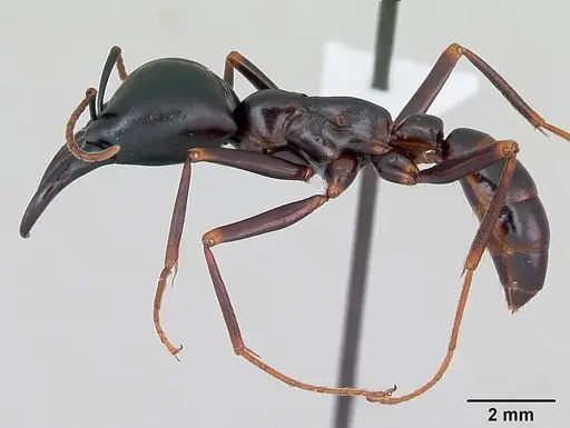 Dorylus nigricans specimen CASENT0172636 image casent0172636_3