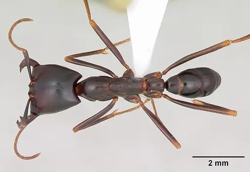 Dorylus nigricans specimen CASENT0172637 image casent0172637_1