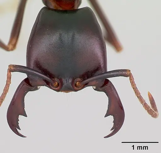 Dorylus nigricans specimen CASENT0172637 image casent0172637_2
