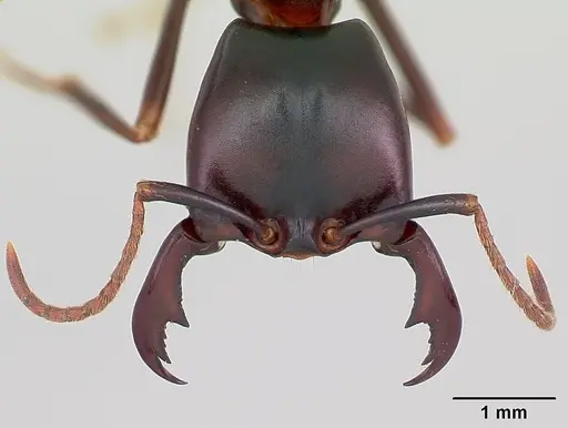Dorylus nigricans specimen CASENT0172637 image casent0172637_3