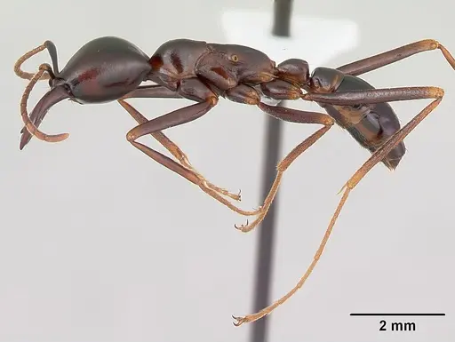 Dorylus nigricans specimen CASENT0172637 image casent0172637_4