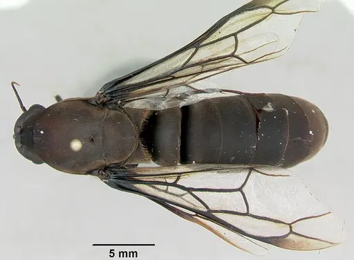 Dorylus nigricans specimen CASENT0172641 image casent0172641_1