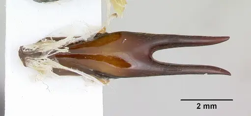 Dorylus nigricans specimen CASENT0172641 image casent0172641_2
