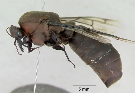 Dorylus nigricans specimen CASENT0172641 image casent0172641_4