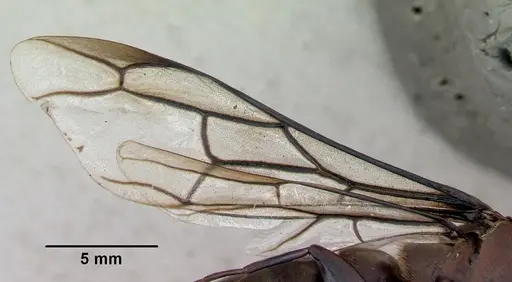 Dorylus nigricans specimen CASENT0172641 image casent0172641_5