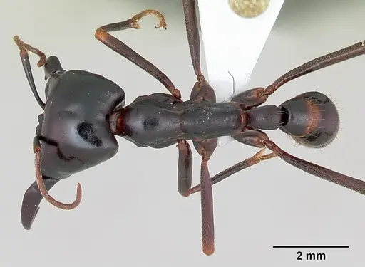 Dorylus nigricans specimen CASENT0172642 image casent0172642_1