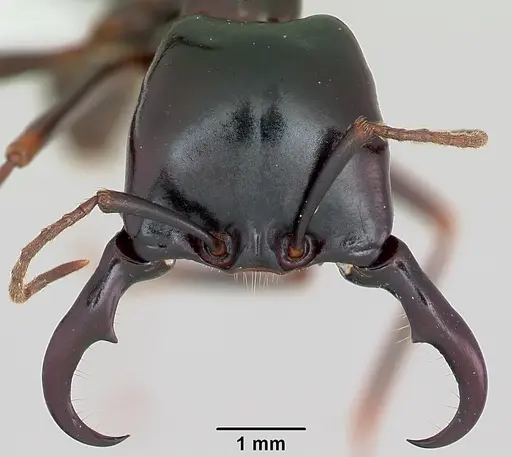 Dorylus nigricans specimen CASENT0172642 image casent0172642_2