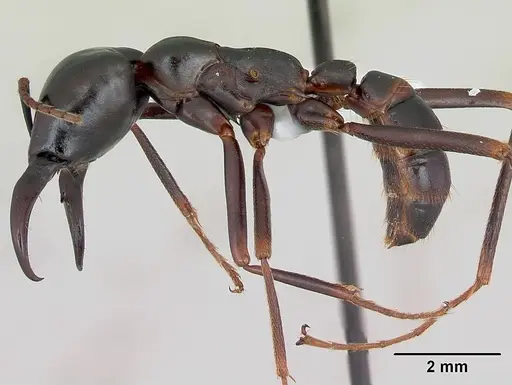 Dorylus nigricans specimen CASENT0172642 image casent0172642_3