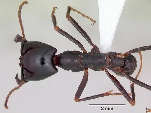 Dorylus nigricans specimen CASENT0172643 image casent0172643_1