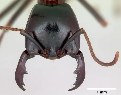 Dorylus nigricans specimen CASENT0172643 image casent0172643_2