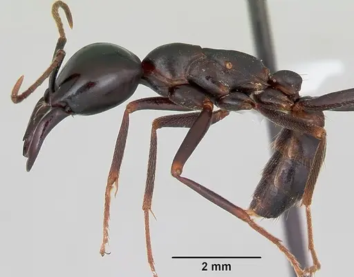 Dorylus nigricans specimen CASENT0172643 image casent0172643_3