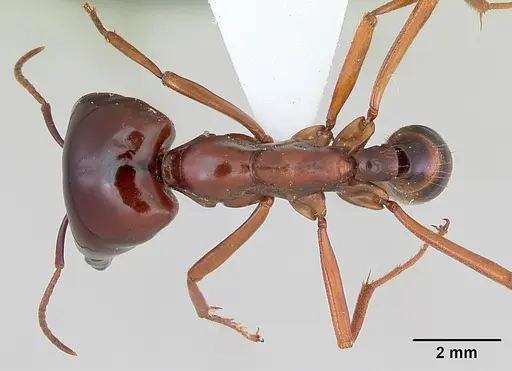 Dorylus nigricans specimen CASENT0172646 image casent0172646_1