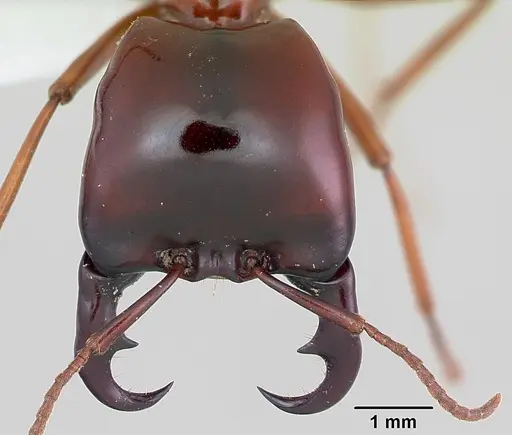 Dorylus nigricans specimen CASENT0172646 image casent0172646_2