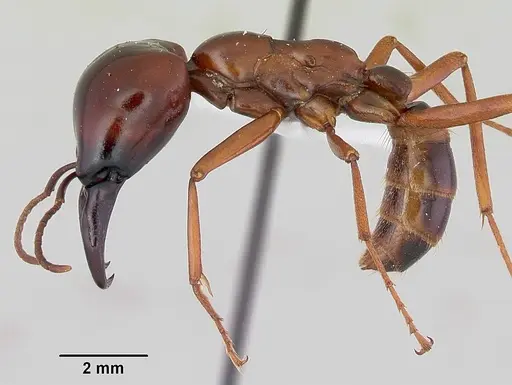 Dorylus nigricans specimen CASENT0172646 image casent0172646_3