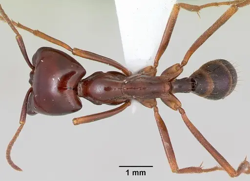 Dorylus nigricans specimen CASENT0172647 image casent0172647_1