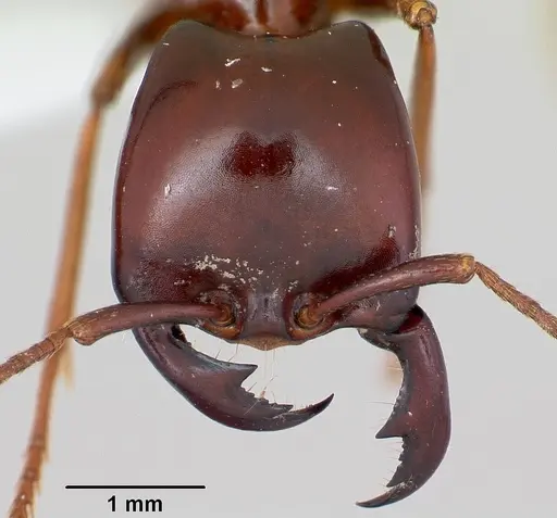 Dorylus nigricans specimen CASENT0172647 image casent0172647_2