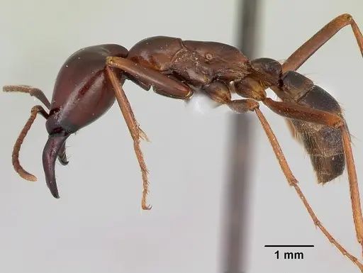 Dorylus nigricans specimen CASENT0172647 image casent0172647_3