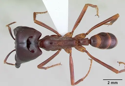 Dorylus nigricans specimen CASENT0172648 image casent0172648_1