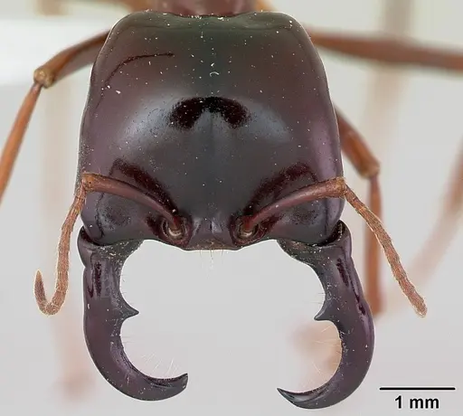 Dorylus nigricans specimen CASENT0172648 image casent0172648_2