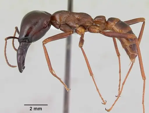 Dorylus nigricans specimen CASENT0172648 image casent0172648_3