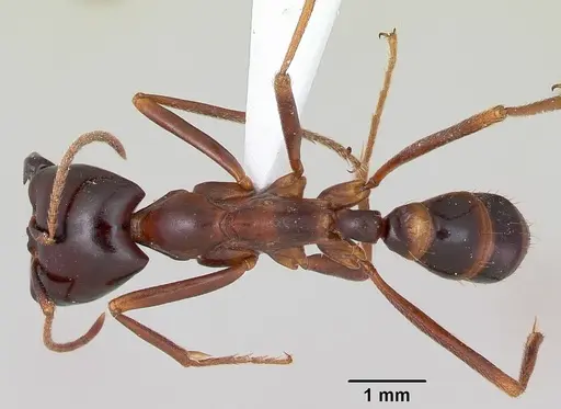 Dorylus nigricans specimen CASENT0172649 image casent0172649_1