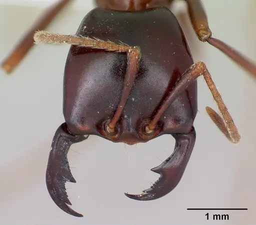 Dorylus nigricans specimen CASENT0172649 image casent0172649_2