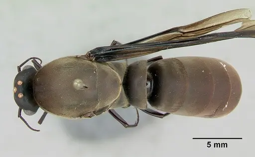 Dorylus nigricans specimen CASENT0172650 image casent0172650_1