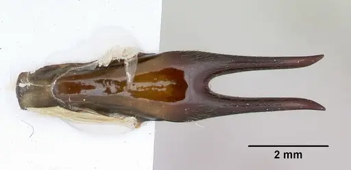 Dorylus nigricans specimen CASENT0172650 image casent0172650_2