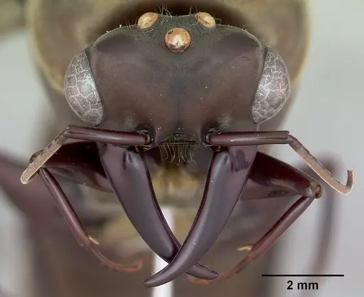 Dorylus nigricans specimen CASENT0172650 image casent0172650_3