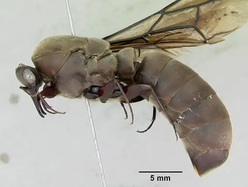 Dorylus nigricans specimen CASENT0172650 image casent0172650_4