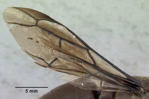 Dorylus nigricans specimen CASENT0172650 image casent0172650_5