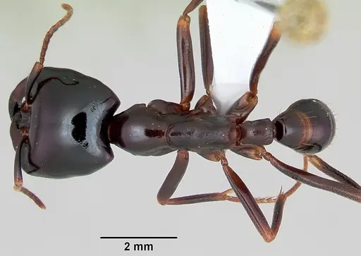 Dorylus nigricans specimen CASENT0172651 image casent0172651_1