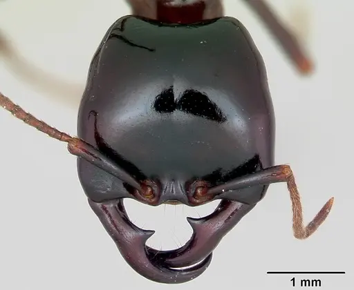 Dorylus nigricans specimen CASENT0172651 image casent0172651_2