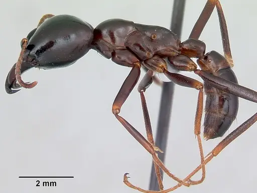 Dorylus nigricans specimen CASENT0172651 image casent0172651_3