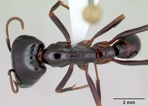 Dorylus nigricans specimen CASENT0172652 image casent0172652_1
