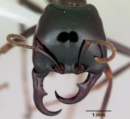 Dorylus nigricans specimen CASENT0172652 image casent0172652_2