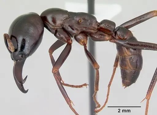 Dorylus nigricans specimen CASENT0172652 image casent0172652_3