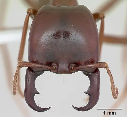 Dorylus nigricans specimen CASENT0172660 image casent0172660_2