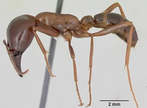 Dorylus nigricans specimen CASENT0172660 image casent0172660_3