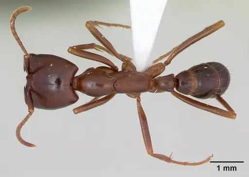Dorylus nigricans specimen CASENT0172661 image casent0172661_1