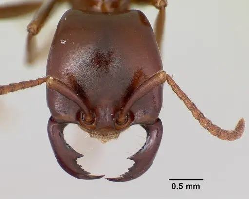 Dorylus nigricans specimen CASENT0172661 image casent0172661_2