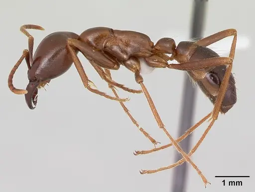Dorylus nigricans specimen CASENT0172661 image casent0172661_3