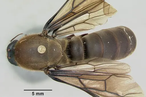 Dorylus nigricans specimen CASENT0172662 image casent0172662_1