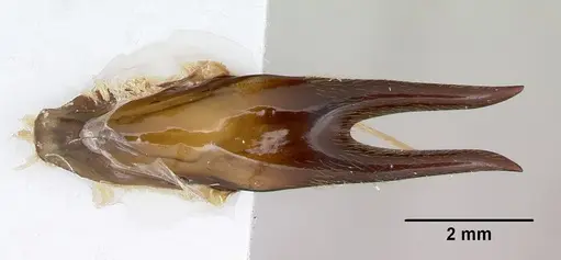 Dorylus nigricans specimen CASENT0172662 image casent0172662_2