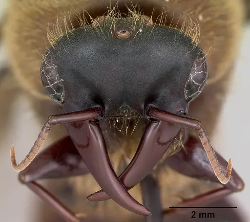 Dorylus nigricans specimen CASENT0172662 image casent0172662_3