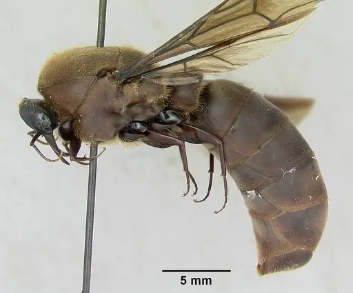 Dorylus nigricans specimen CASENT0172662 image casent0172662_4